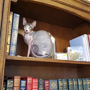 Atlanta Lawyer Pet of the Month Polka Dot